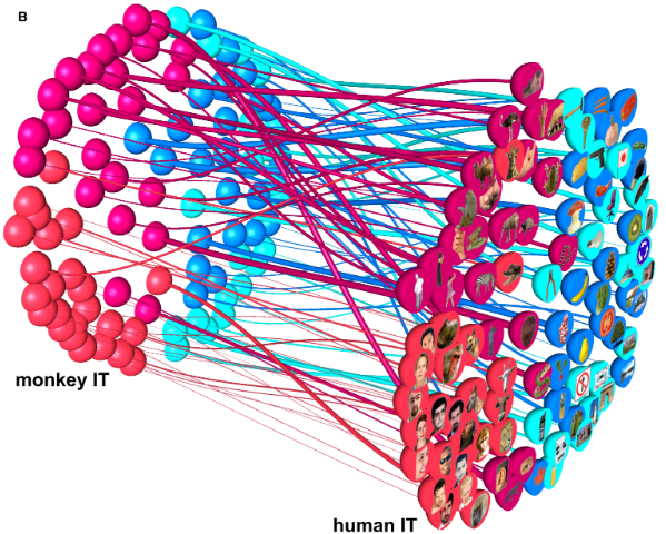 Matching categorical object representations in inferior temporal cortex of man and monkey. In Kriegeskorte N, Mur M, Ruff DA, Kiani R, Bodurka J, Esteky H, Tanaka K, Bandettini PA. (2008) Neuron, Dec 26;60(6):1126-41.