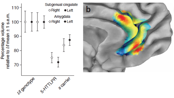 5-HTTLPR polymorphism impacts human cingulate-amygdala interactions: a genetic susceptibility mechanism for depression. In Pezawas L, Meyer-Lindenberg A, Drabant EM, Verchinski BA, Munoz KE, Kolachana BS, Egan MF, Mattay VS, Hariri AR, Weinberger DR. (2005) Nat Neurosci. Jun;8(6):828-34.